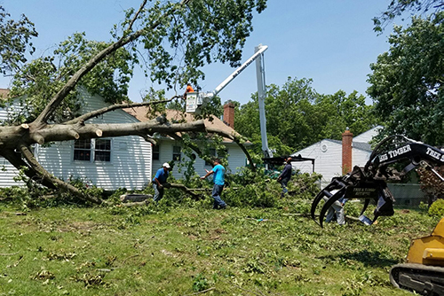 Emergency Tree Removal Services in Burlington, NJ