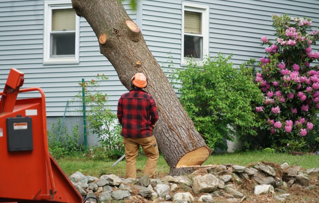 Tree Cutting & Tree Removal Company in New Hanover, NJ