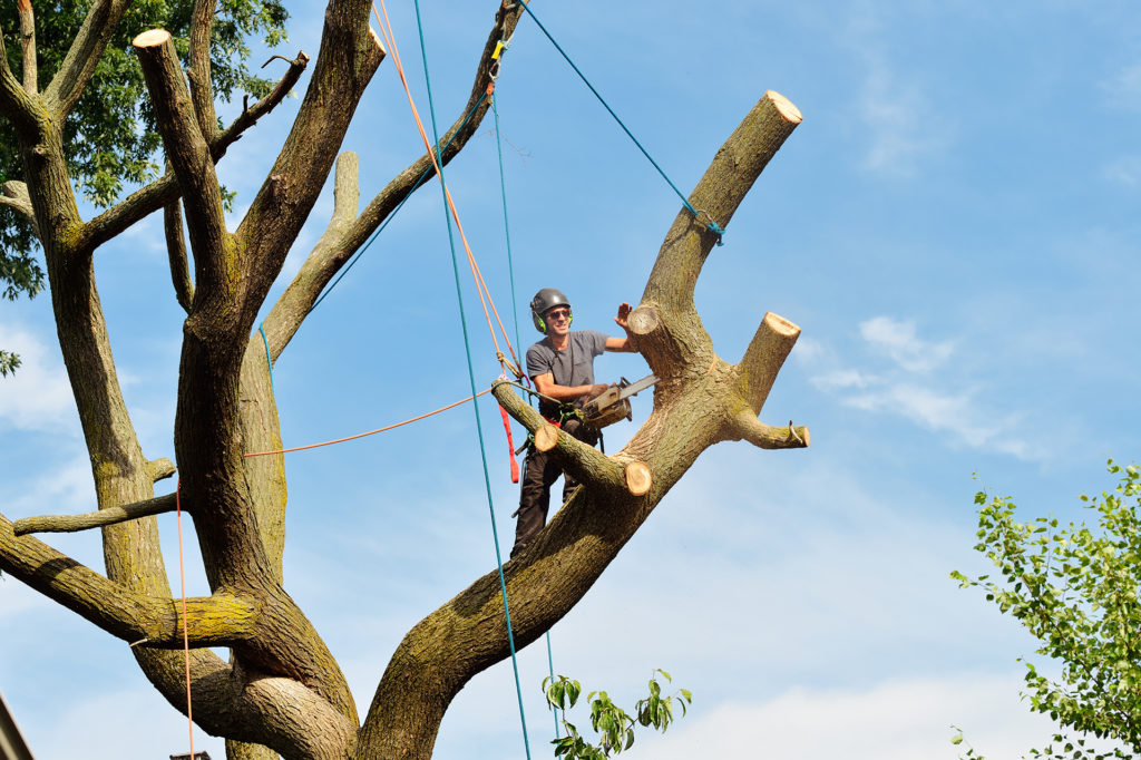Tree Removal & Tree Surgeon Services in Mt. Holly, NJ