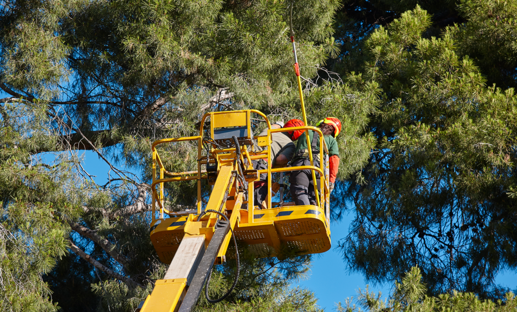 Licensed Tree Pruning Company in Hainesport, NJ