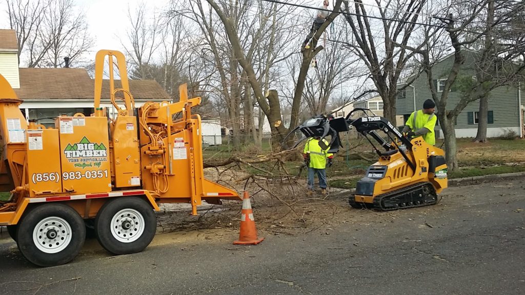 Cranbury NJ Tree Removal Services