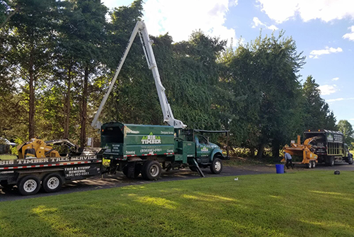 Voorhees, New Jersey Tree Trimming Contractor