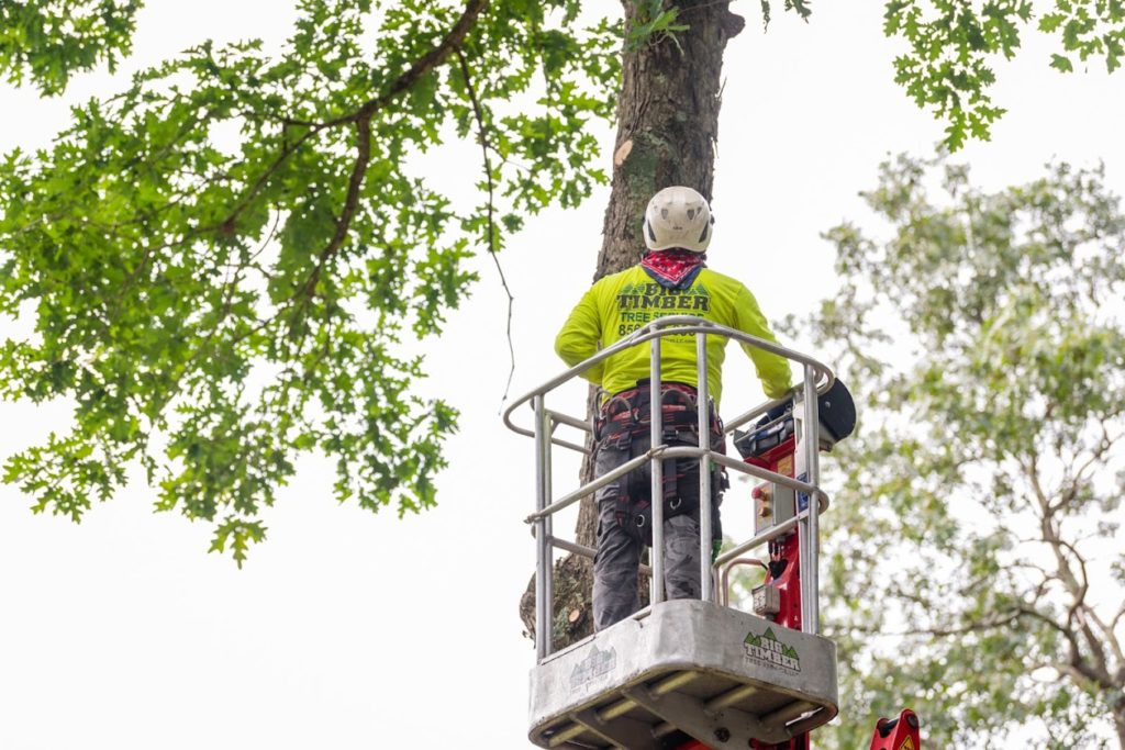 Magnolia, NJ Tree Removal Services