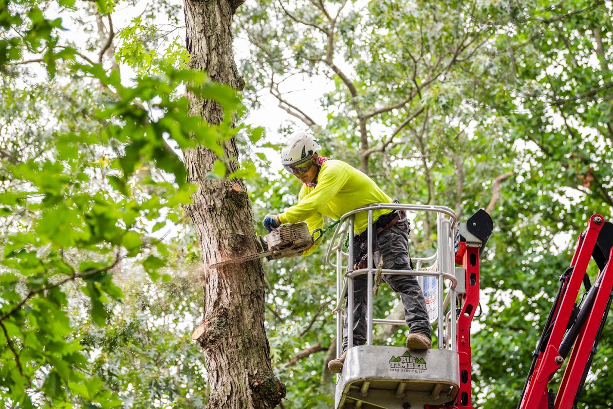 Cherry Hill, NJ Tree Removal & Tree Surgeon Services