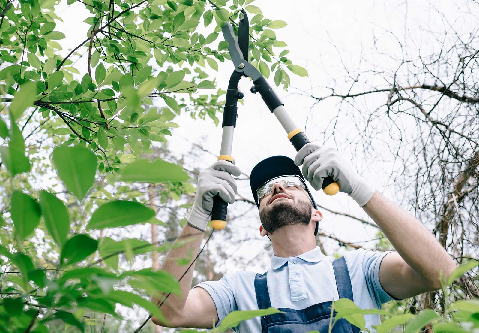 Cherry Hill, NJ Tree Removal Services
