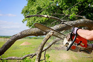 Tree Pruning Services