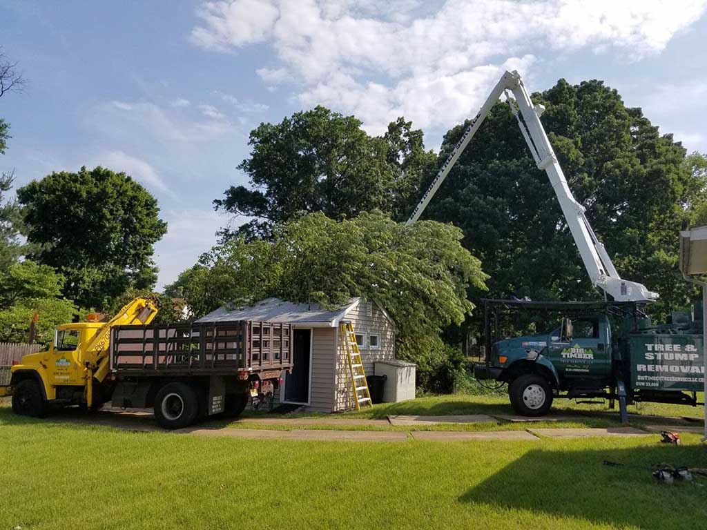 Tree Trimming and Tree Removal Services