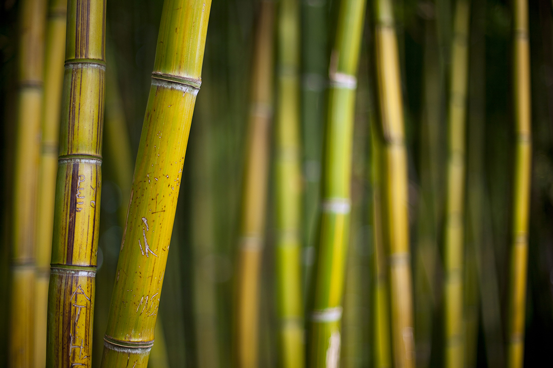 The Dangers of Bamboo in Evesham, NJ