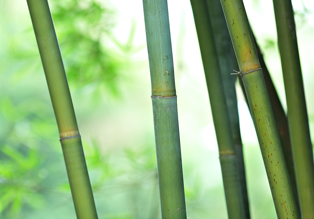 Removing Invasive Bamboo Plants in Medford, NJ