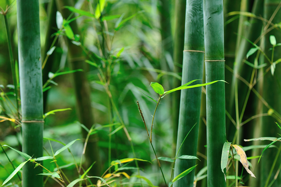 How to Remove Bamboo From Your Yard in Pemberton Township, NJ
