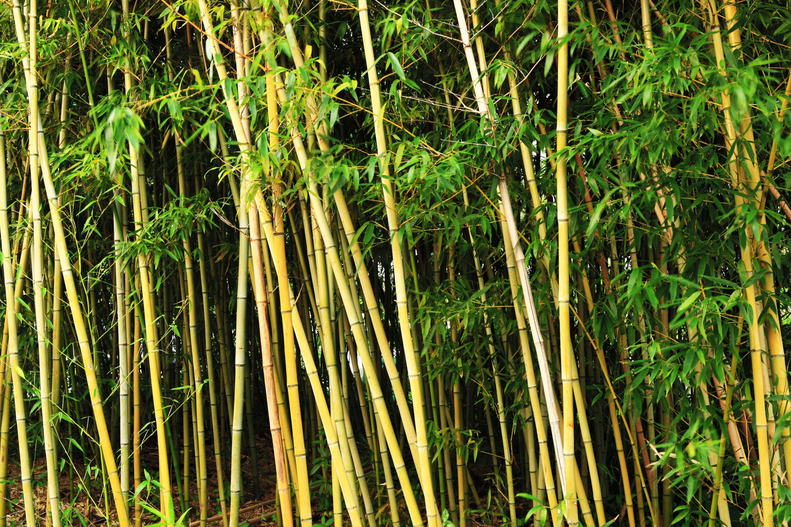 Bamboo Extraction Contractors in Bordentown Township, NJ