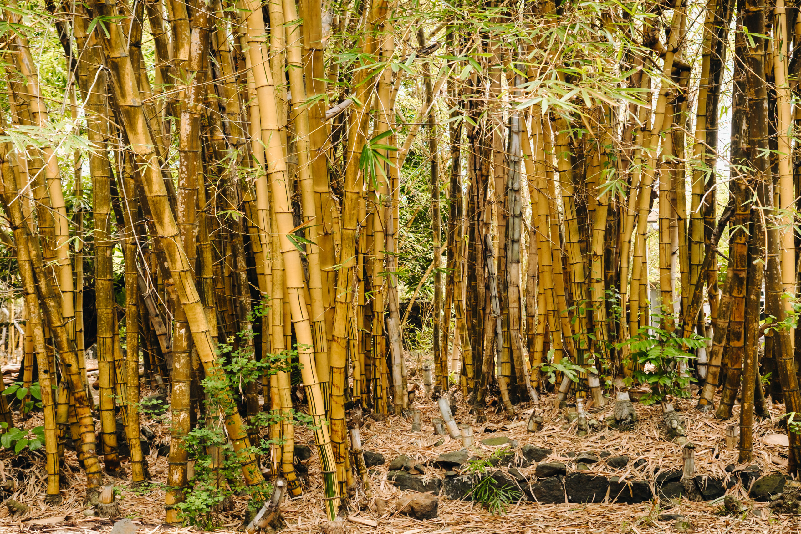 Why Should I Get Bamboo Removal in Camden, NJ?