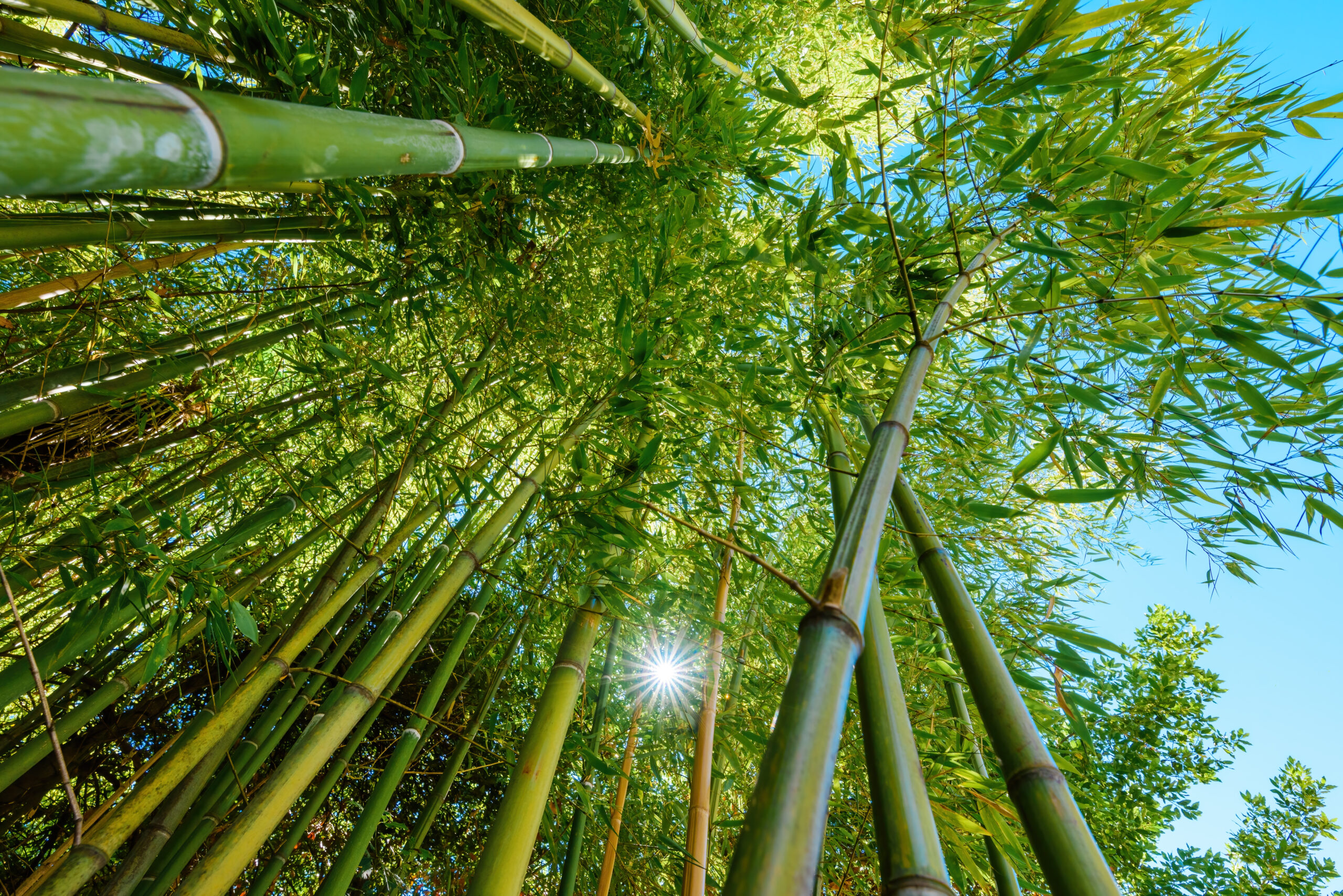 What are the Risks of Growing Bamboo in Southampton, NJ