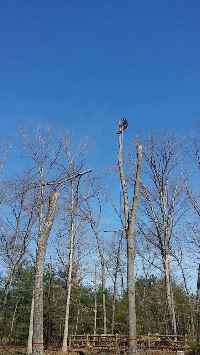 Gallery Big Timber Tree Service LLC