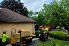 tree-removal-services-2