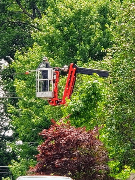 Some Benefits of a Good Tree Trimming - Big Timber Tree Service LLC