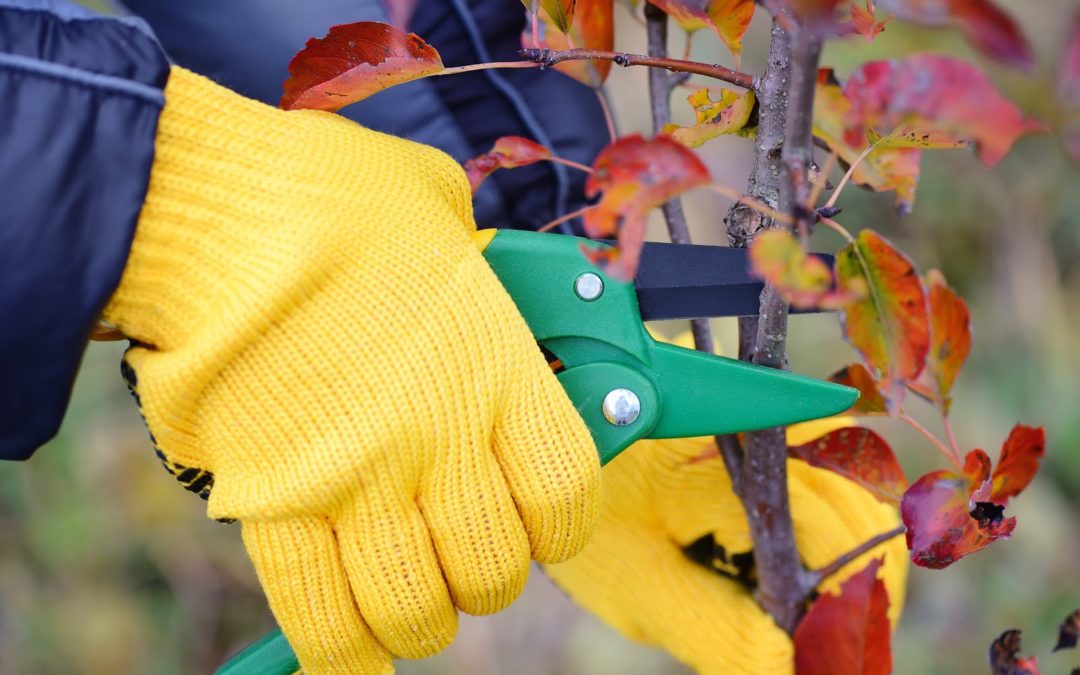 Tips on Preparing Your Trees and Yard Area for Winter During the Fall