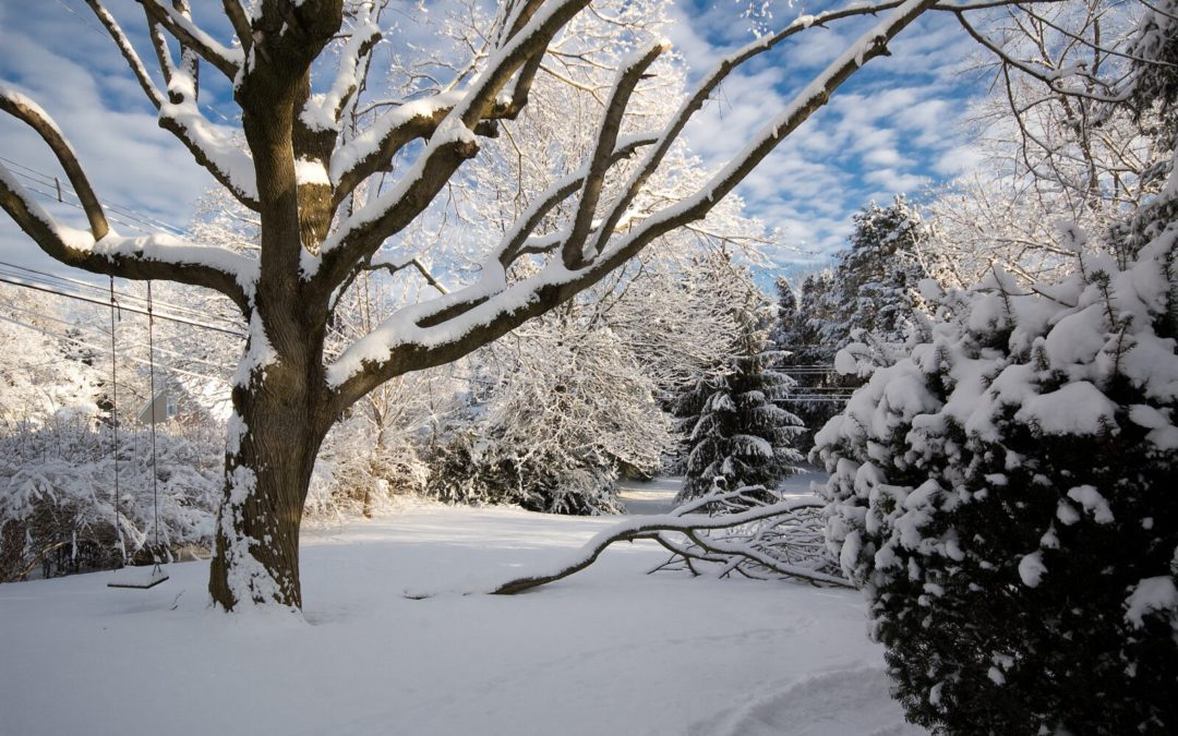 Six Reasons to Immediately Remove a Tree This Winter