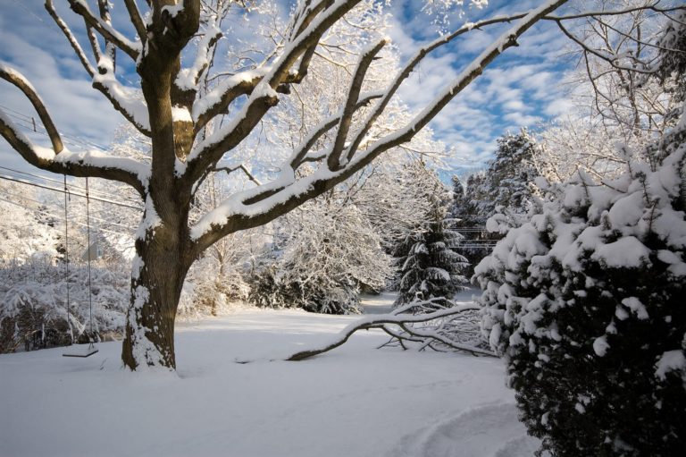 tree covered in snow