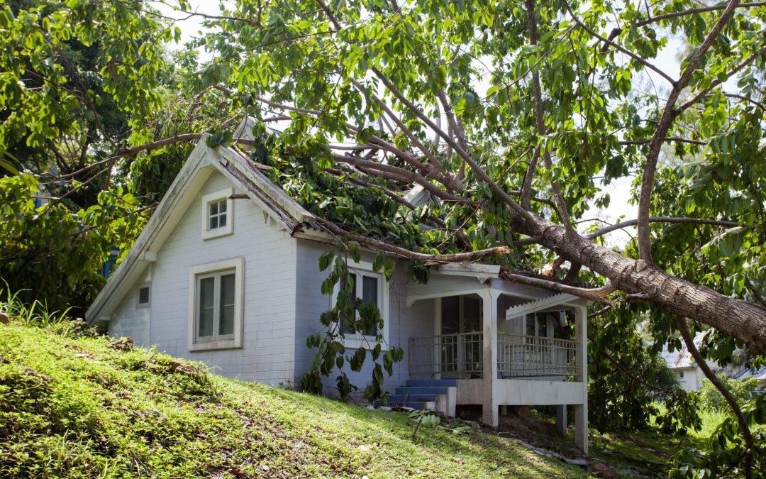 What to Do When a Tree Falls on Your Property