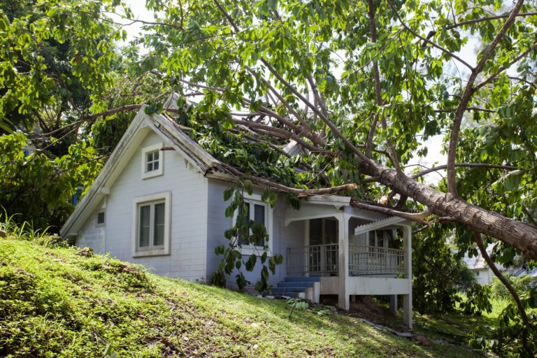 Protect Your Property with Big Timber Tree Service in Toms River, NJ