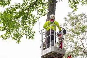 Tree Removal Services