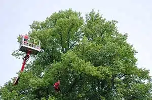 Tree Trimming Services