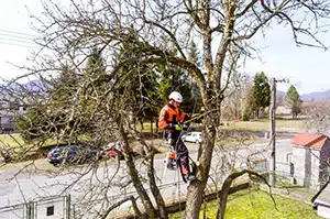 Licensed Tree Surgeon