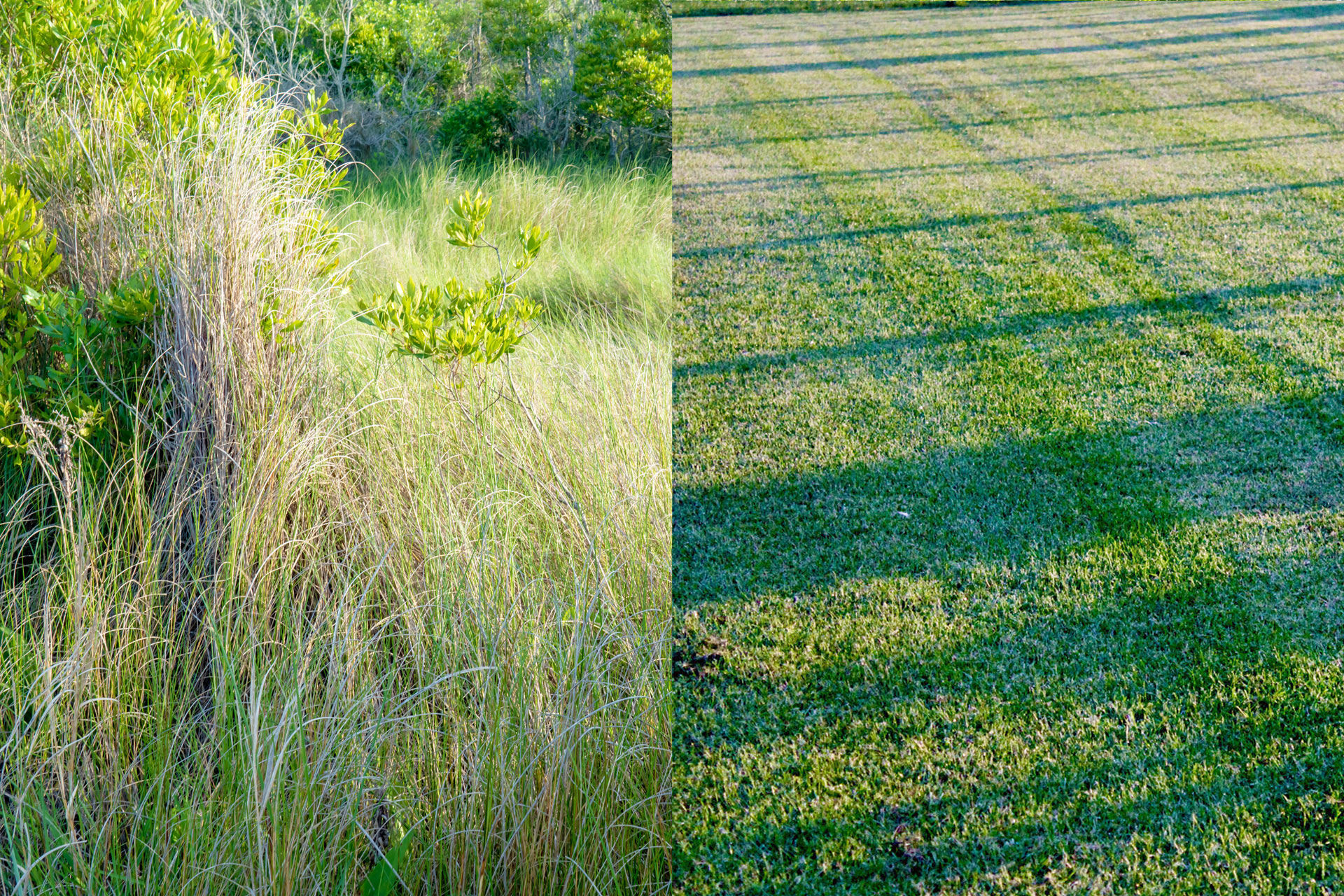 Professional Brush Mowing Company in Voorhees, NJ