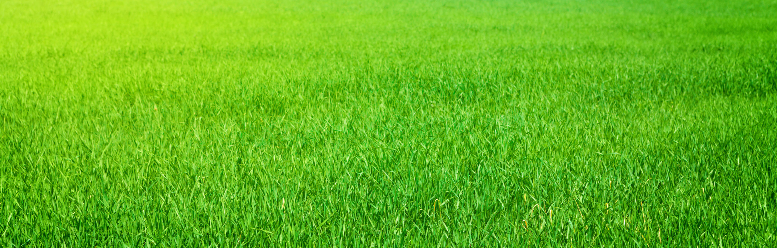 Professional Brush Mowing Company Field Mowing for Agricultural Properties in Edgewater Park, NJ<br />