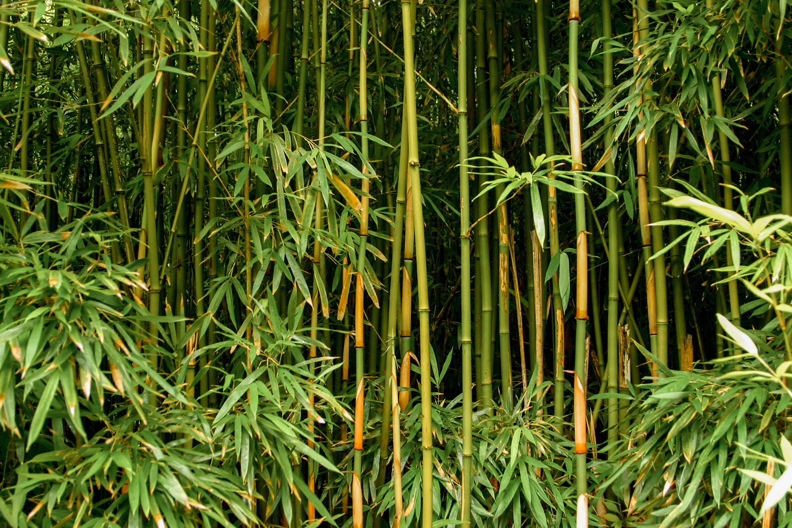 How to Remove Bamboo Professionally in Winslow Township, NJ