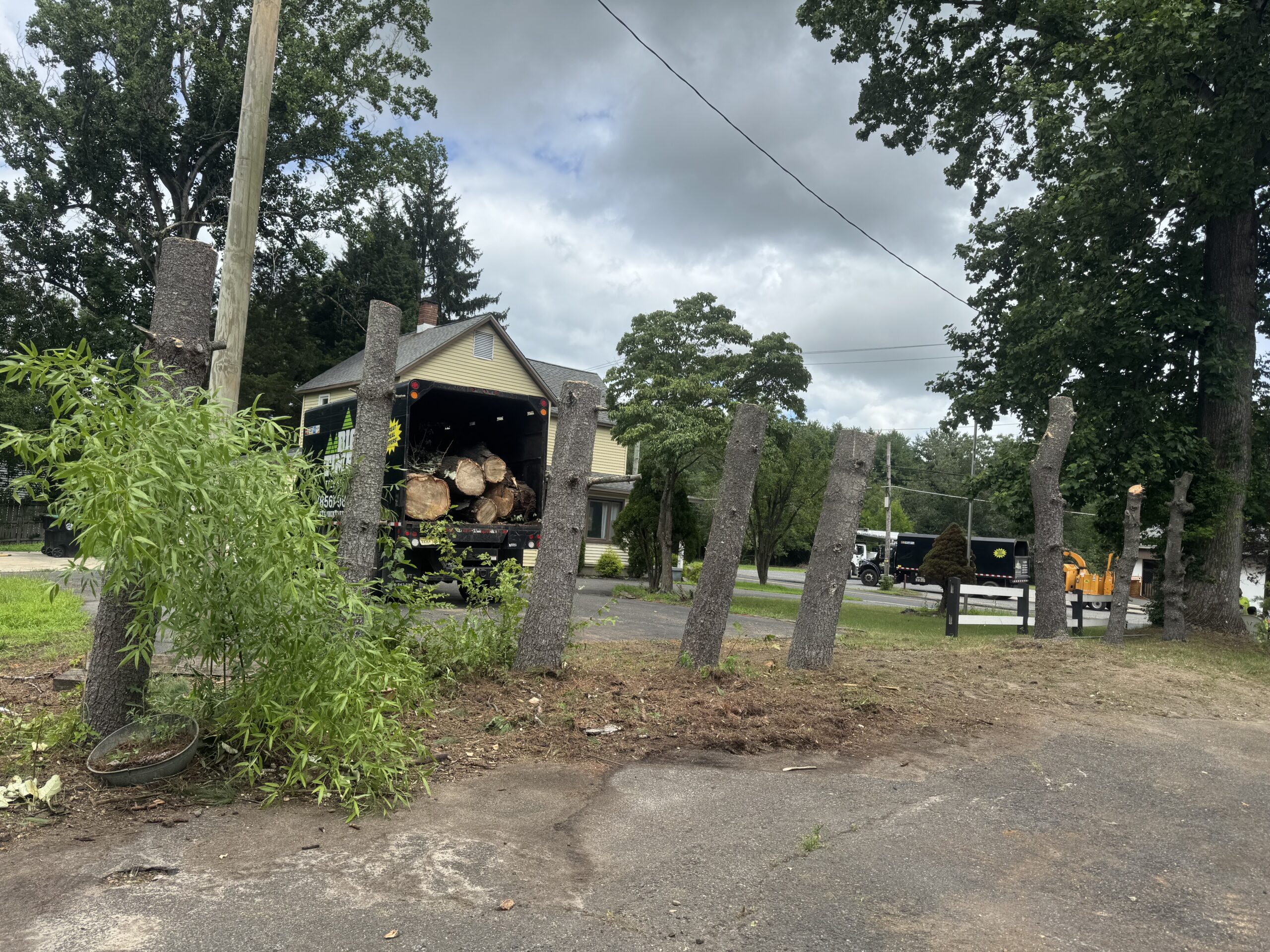 Cleanup After Stump Grinding and Removal in Gloucester County, NJ