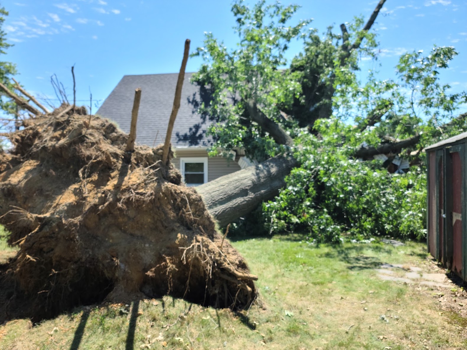 Big Timber Tree Service crew trimming a tree on a South Jersey property
