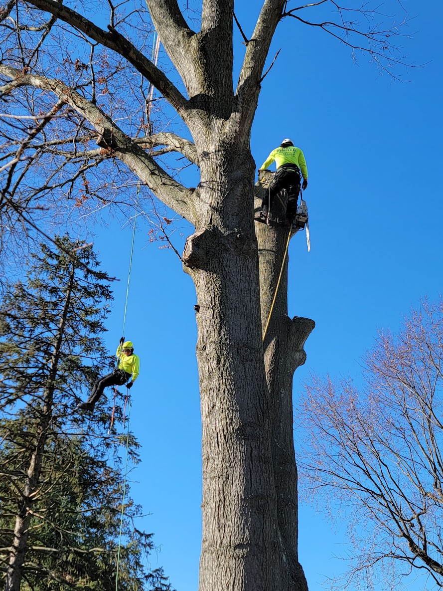 Licensed & Insured Tree Removal Company