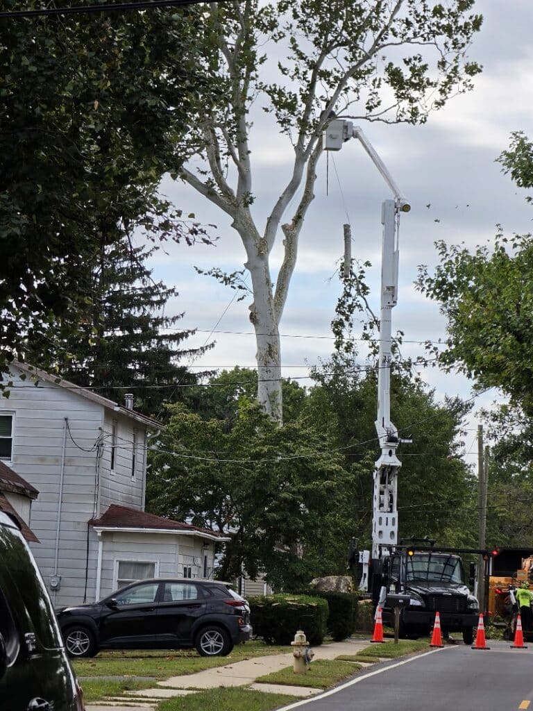 Big Timber Tree Service project photo 1