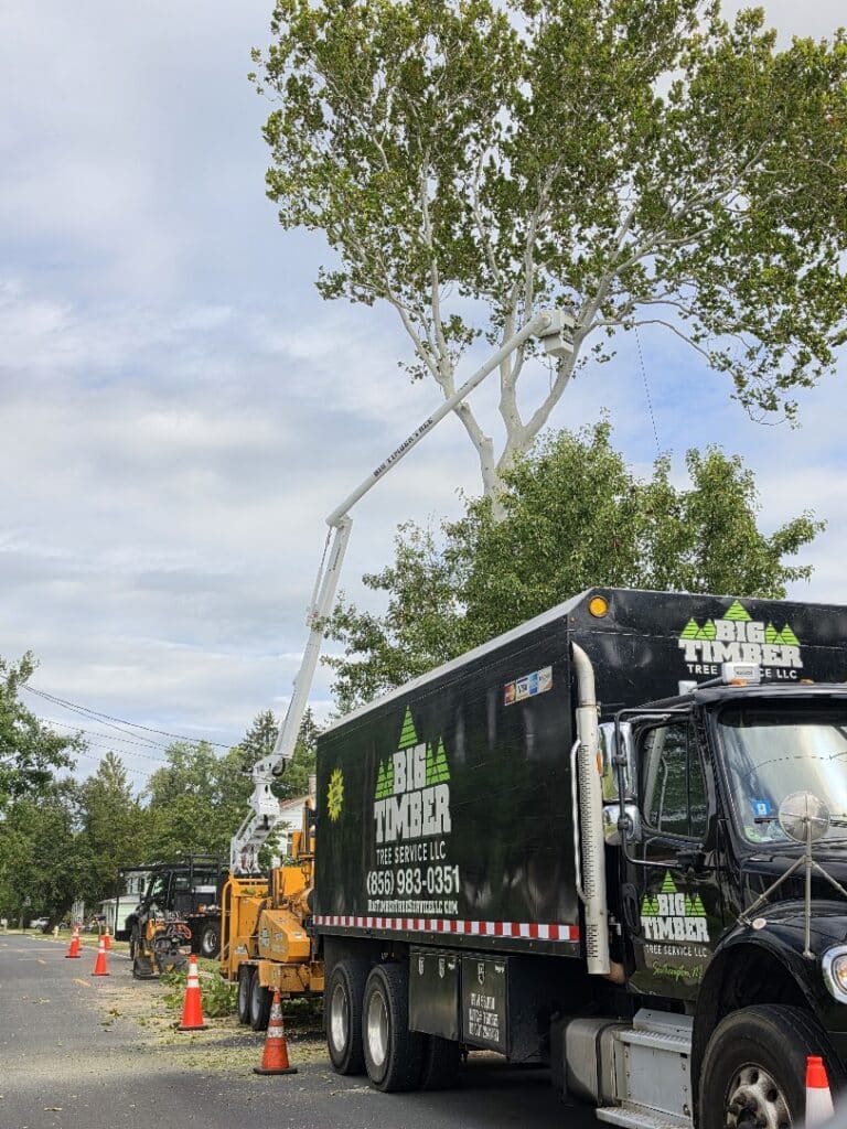 Big Timber Tree Service project photo 5