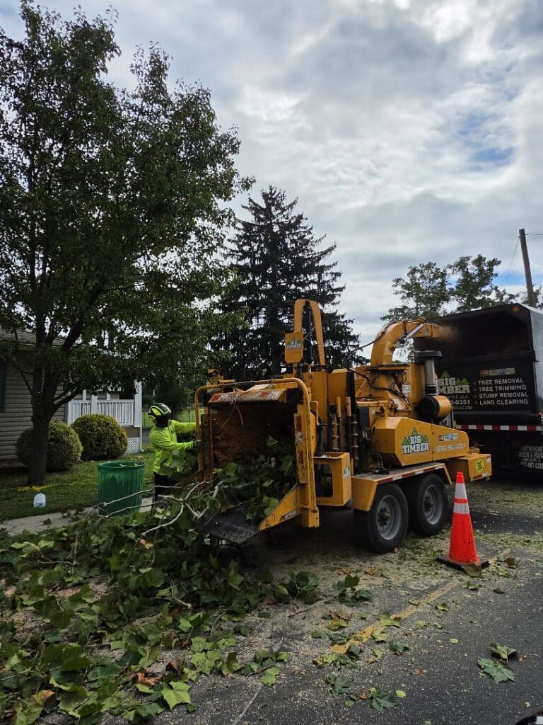 Big Timber Tree Service project photo 6