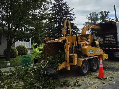 Tree Removal & Tree Surgeon Services