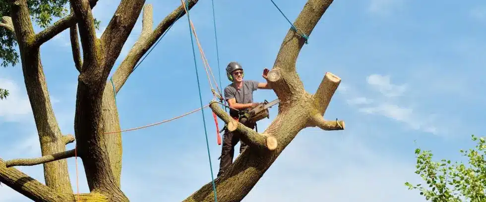 Big Timber climber cutting limbs high in a tree