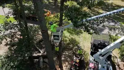 Licensed & Insured Tree Removal Company