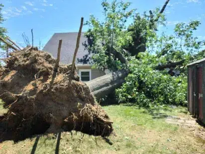 Tree Trimming and Tree Removal Services