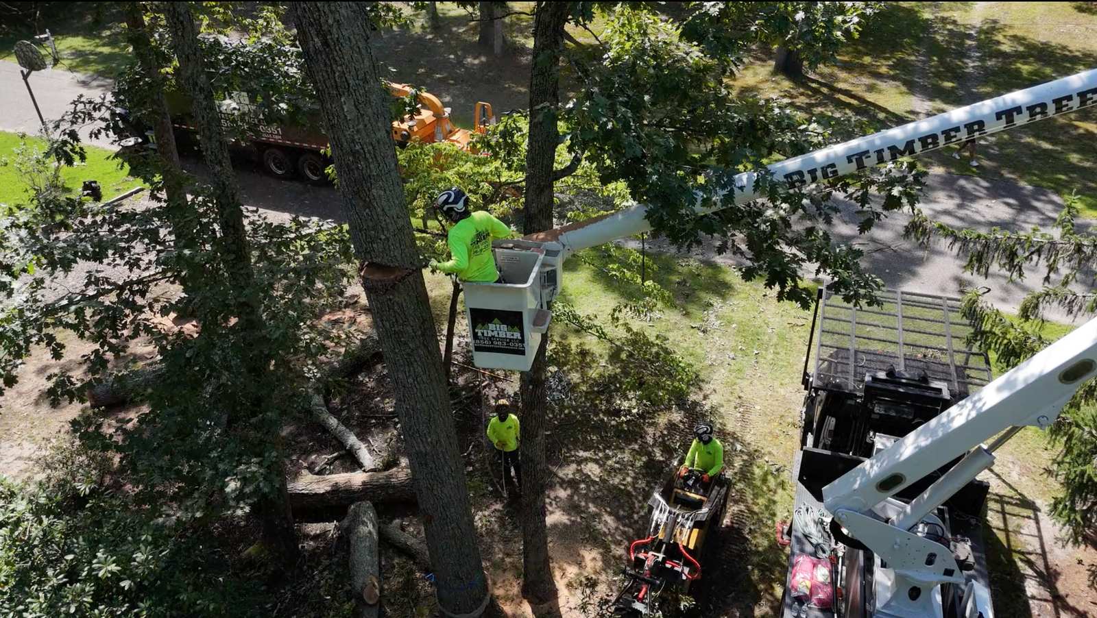 Big Timber Tree Service crew removing a large tree on a South Jersey property