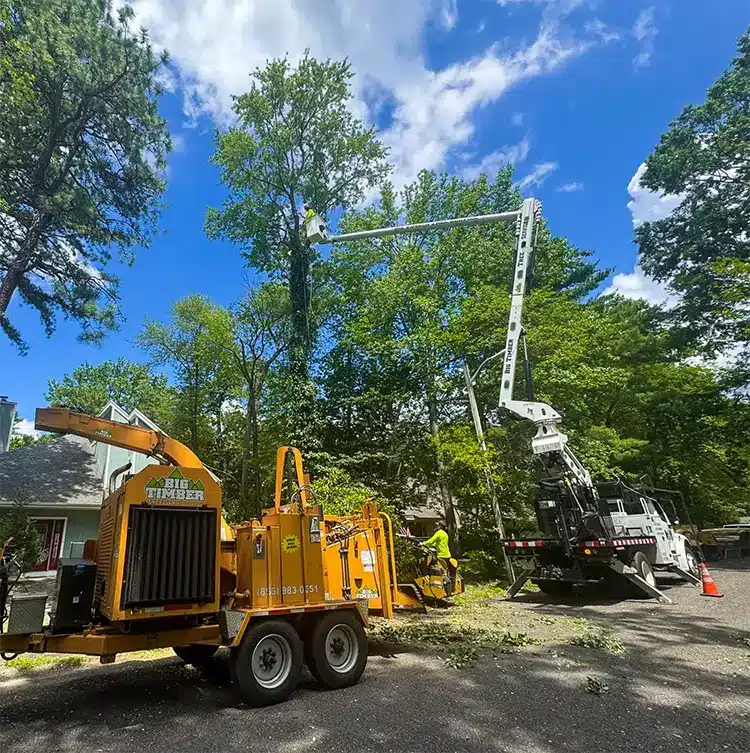 Tree Removal Company in Marlton, NJ