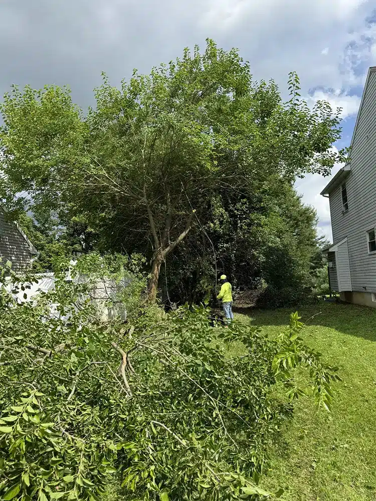 Big Timber crew clearing storm-damaged trees