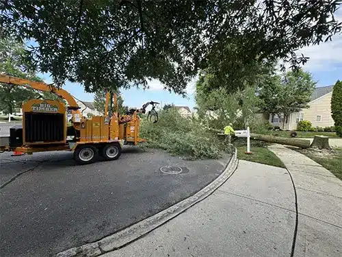 Big Timber crew removing a large tree in South Jersey