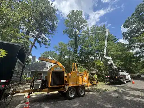 Big Timber crew trimming and pruning trees in Evesham, NJ